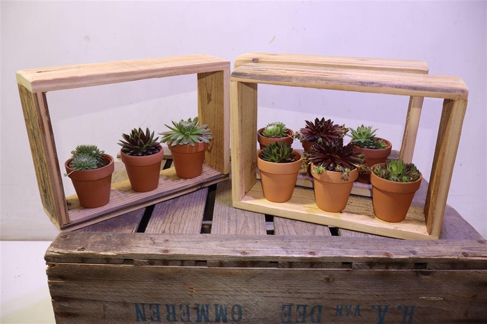 <h4>arr8 Arr Semp Gem In Houten Venster + Terra Cotta</h4>