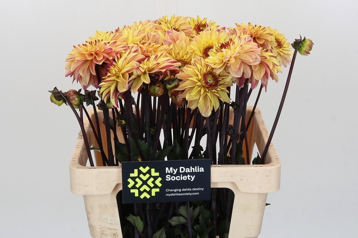 Dahlia Gelia