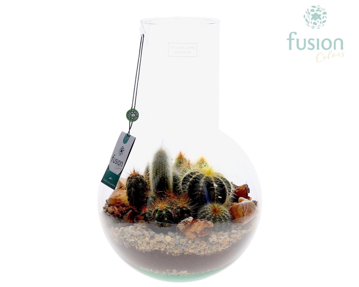 <h4>Green Bottle Suzanne Large met Cactussen arrangement</h4>