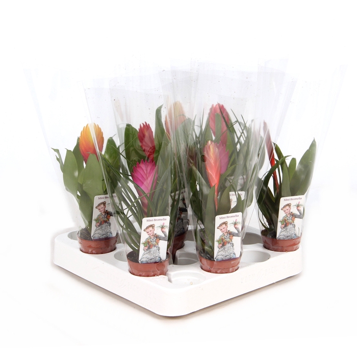 <h4>Bromini Exclusieve XXL mix</h4>