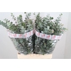 Euca Baby Blue Long 200grams