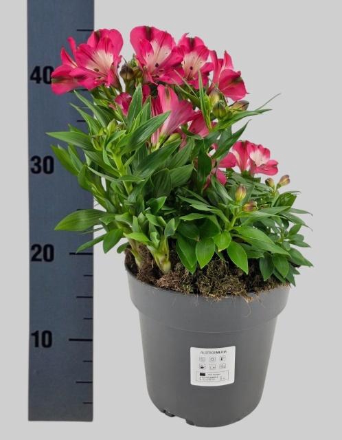 <h4>ALST INTI ROMANCE</h4>