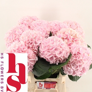 HYDR M MY PINKTOU RZ