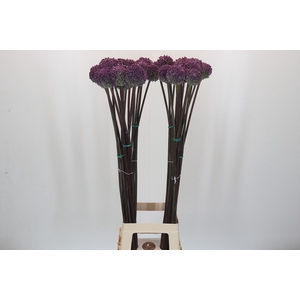 Allium Summer Drummer