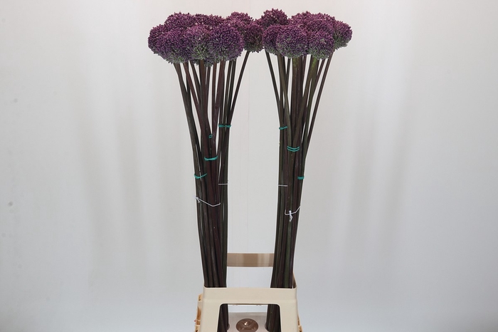 <h4>Allium Summer Drummer</h4>