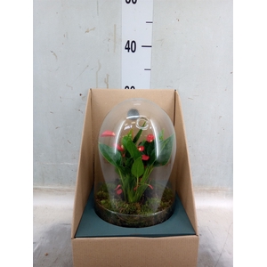 Arr.  Anthurium H%