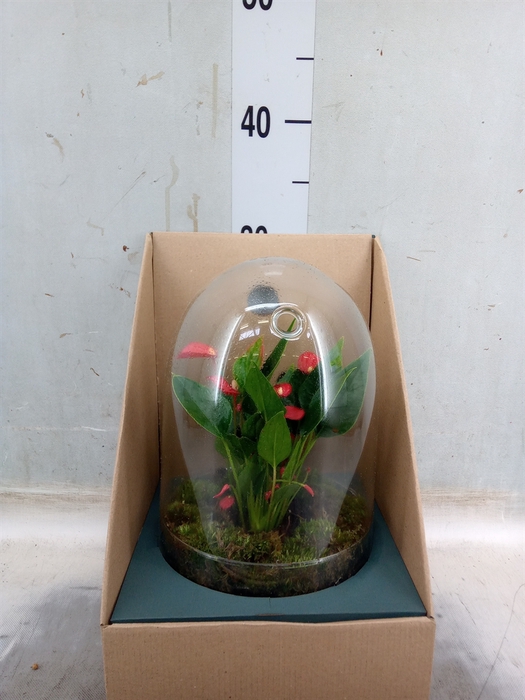 <h4>Arr.  Anthurium H%</h4>