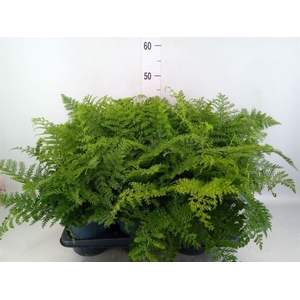 Asplenium parvati