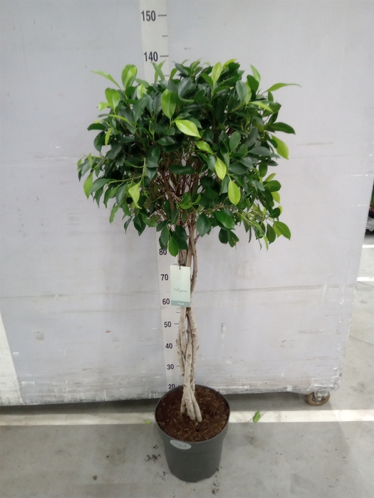 <h4>Ficus   ...</h4>