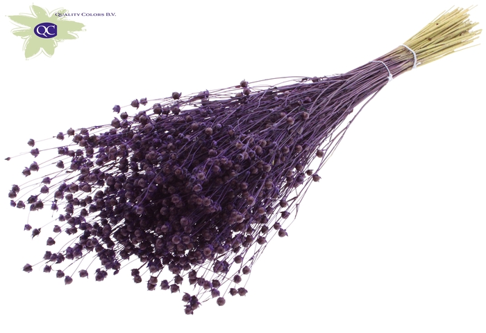 <h4>Lino vlas per bunch purple</h4>