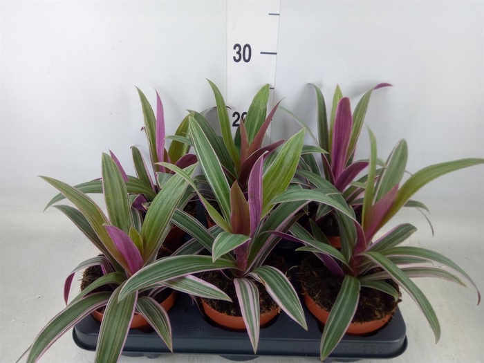 <h4>Tradescantia spath. 'Sitara'</h4>