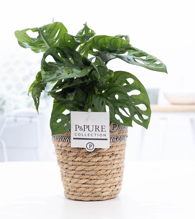 <h4>Monstera Adansonii in P&PURE Basket 6</h4>