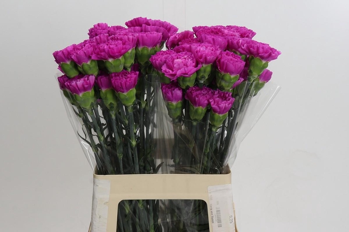 <h4>Dianthus St Haiku</h4>