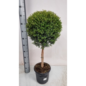 MYRTUS COM