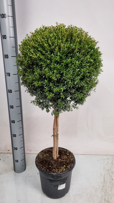 <h4>MYRTUS COM</h4>