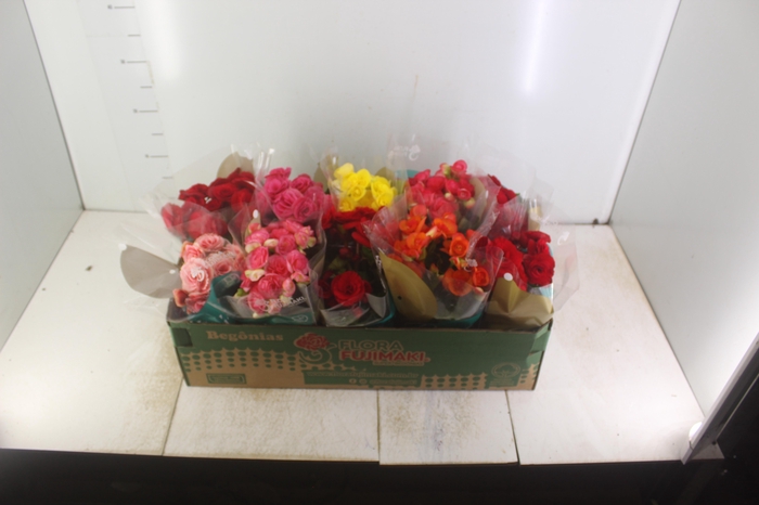 <h4>BEGONIA P11</h4>