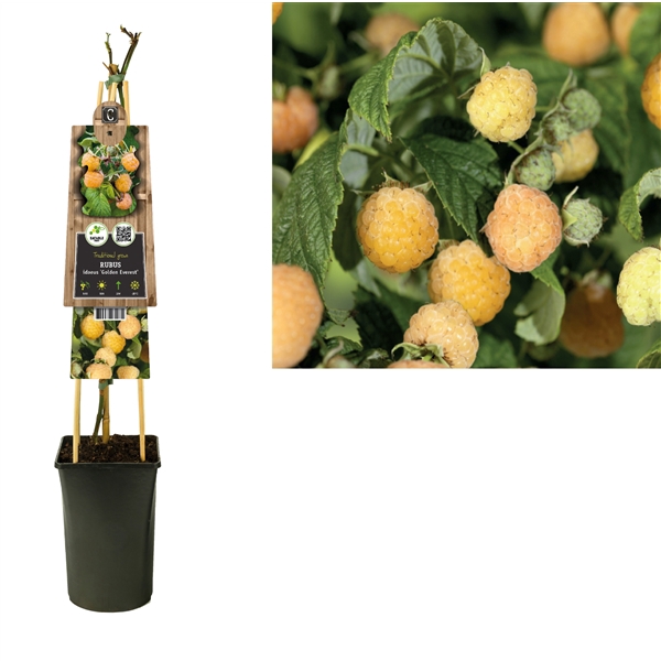 <h4>Rubus idaeus 'Golden Everest' +3.0 label</h4>