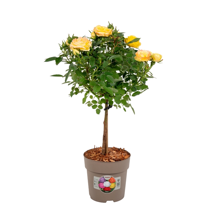 <h4>Stamrozen P15 Geel</h4>