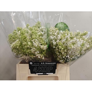 SYR V MME FL STEPMAN