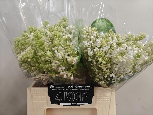 <h4>SYR V MME FL STEPMAN</h4>