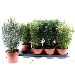 EUONYMUS JAP GEM