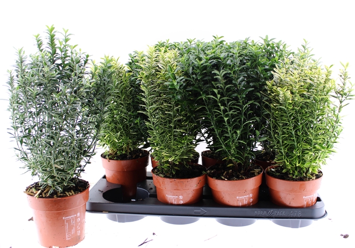<h4>EUONYMUS JAP GEM</h4>