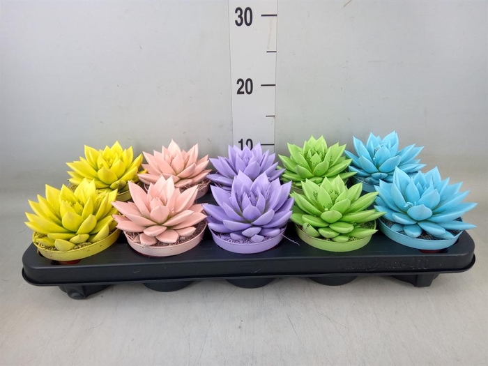 <h4>Echeveria  'Miranda'</h4>