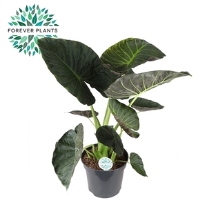 Alocasia Regal Shield p35