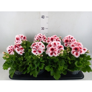 Pelargonium gran.   ..