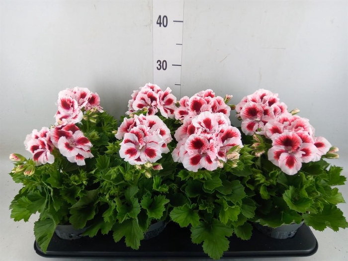 <h4>Pelargonium gran.   ..</h4>