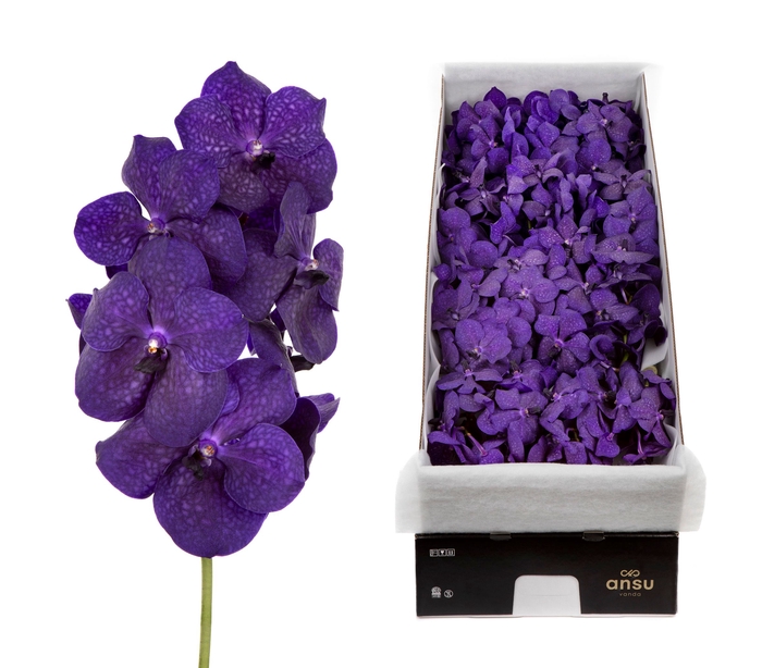 <h4>Vanda Deep Blue</h4>