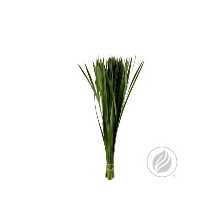 <h4>TYPHA 70CM</h4>