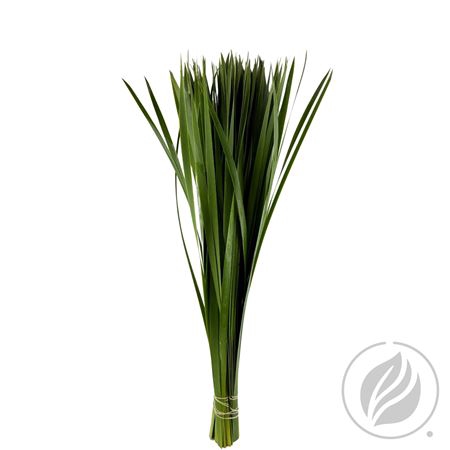 <h4>TYPHA 70CM</h4>