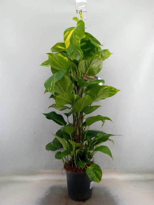 <h4>Epipremnum pinn.   ...moss stick</h4>