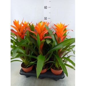 Guzmania  'Variada'