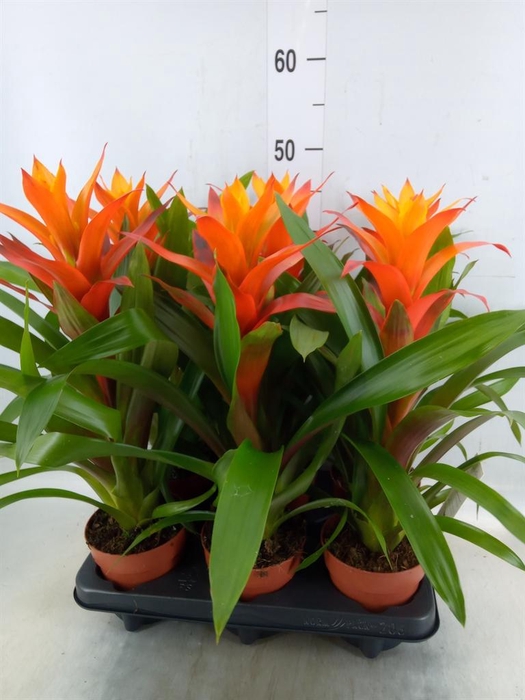 <h4>Guzmania  'Variada'</h4>