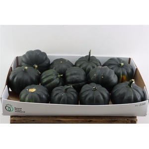 Sier Cuc P Black Cat X12