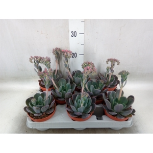 Echeveria  'Blue Prince'