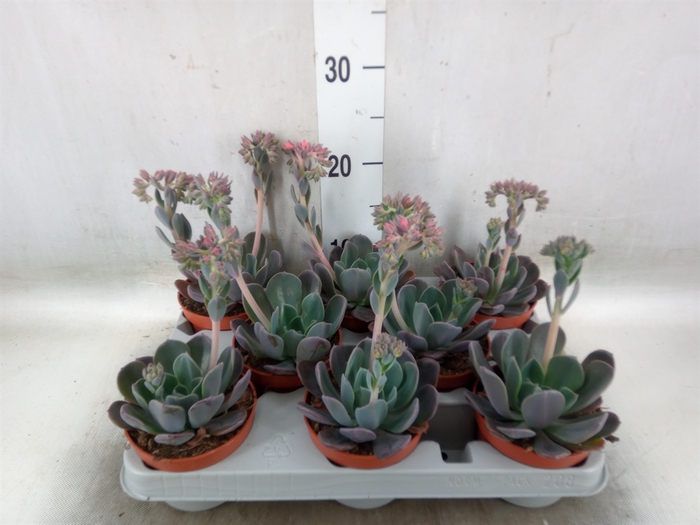 <h4>Echeveria  'Blue Prince'</h4>