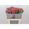 Dianthus Sp Yongo Cerise