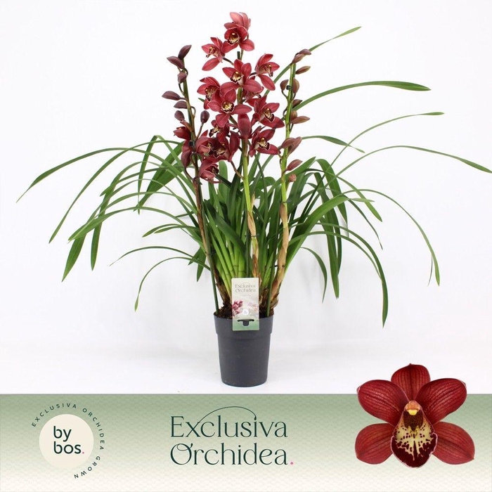 <h4>Cymbidium, Red Beauty Roy 3-spike P14 'Exclusiva Orchidea'</h4>