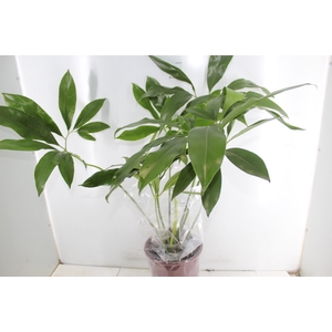 PHILODENDRON GOELDII P23