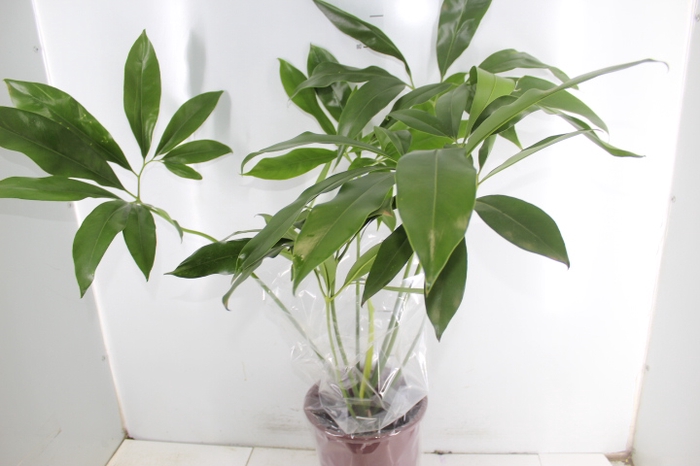 PHILODENDRON GOELDII P23
