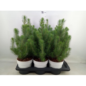Pinus pinea 'Silver Crest'
