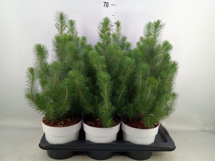 <h4>Pinus pinea 'Silver Crest'</h4>