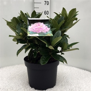 Rhodo. 'Gomer Waterer' white/pink