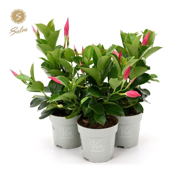 <h4>Viva Mandevilla Pink P10</h4>