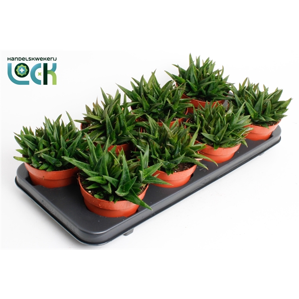 <h4>Haworthia Pentagona</h4>
