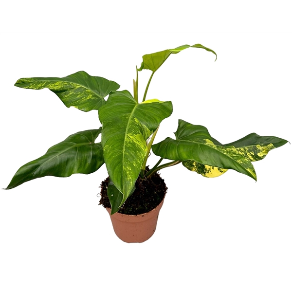 <h4>Philodendron Domesticum</h4>