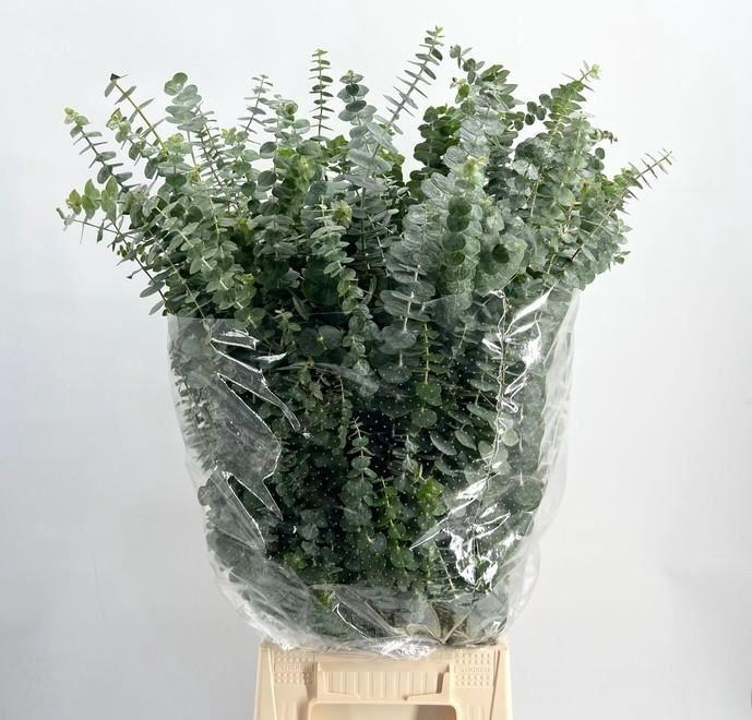 <h4>EUCALYPTUS  'BABY BLUE'</h4>